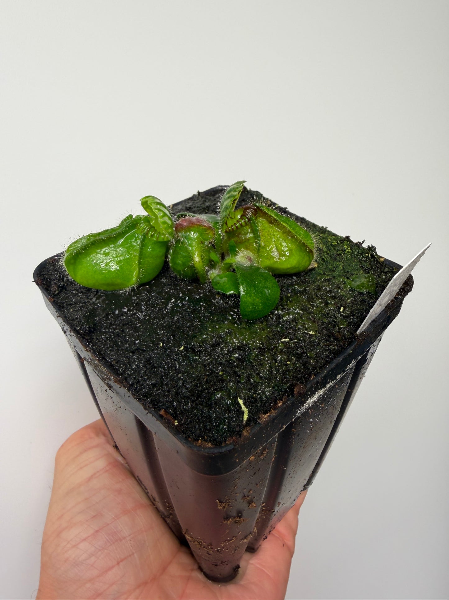 Cephalotus follicularis “Martin Stöckl”