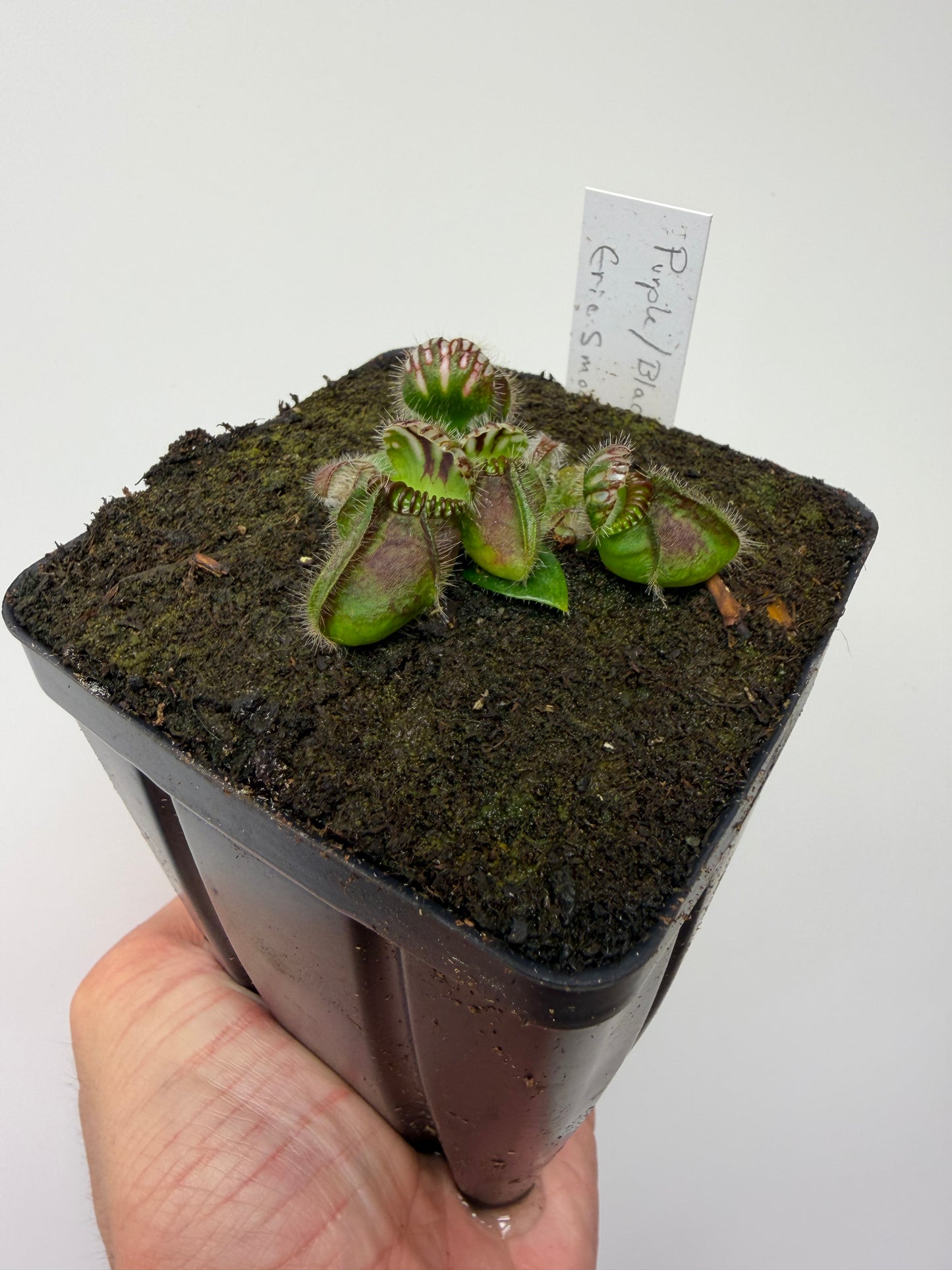 Cephalotus follicularis “Purple/Black” - Eric Smooth