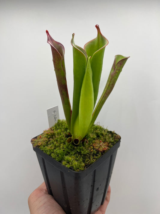 Heliamphora tatei (Cerro Duida)