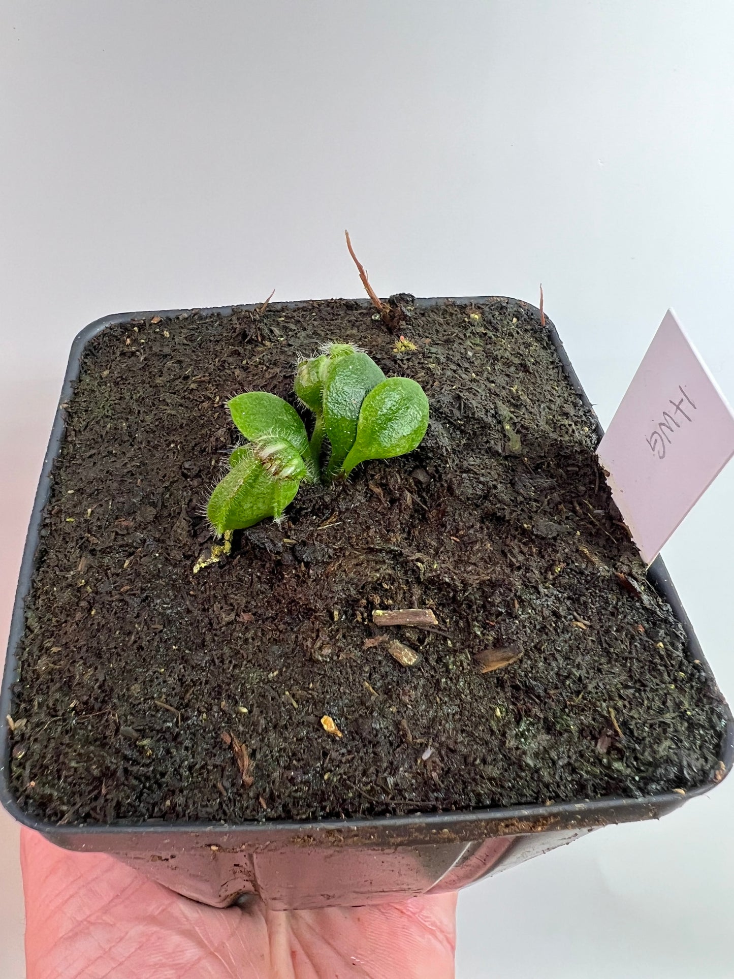 Cephalotus follicularis “Harald Weiner Giant” (aka True Giant) - *Rare*