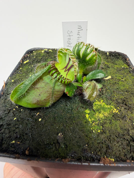 Cephalotus follicularis “Martin Stöckl”