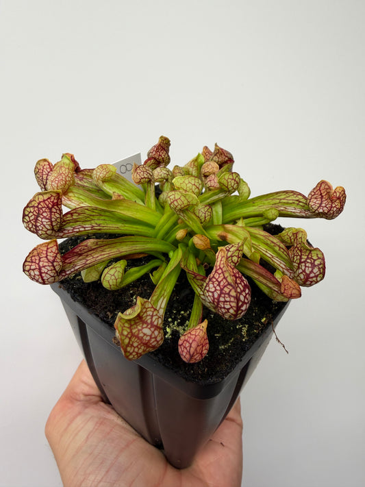 Sarracenia psittacina - “Turkey Hen Creek” - Seed Grown (8)