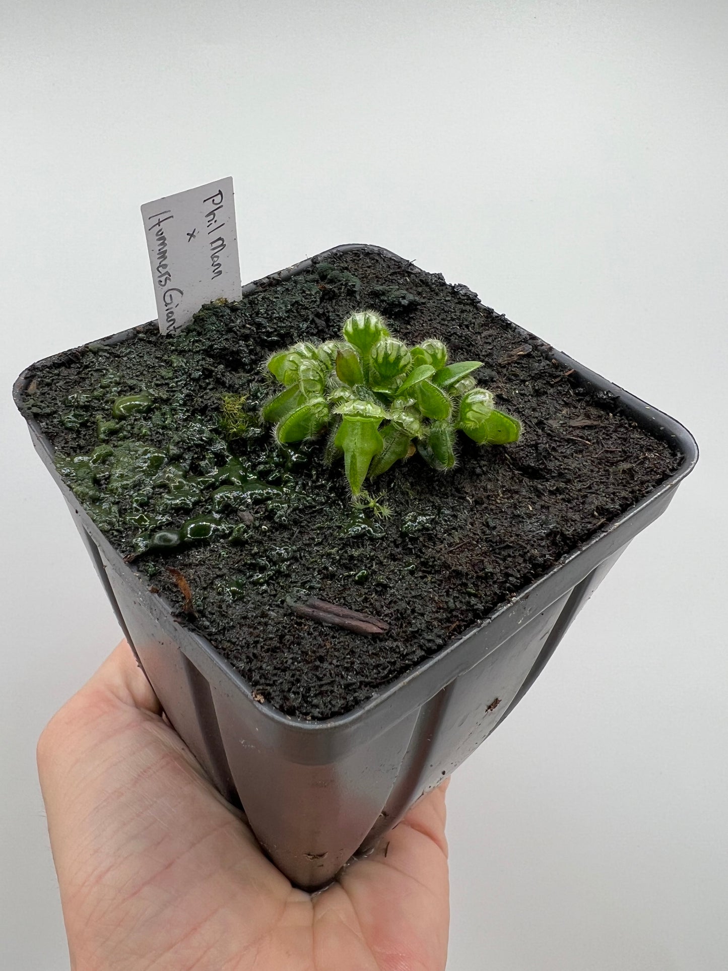 Cephalotus follicularis “Phil Mann” x “Hummers Giant”