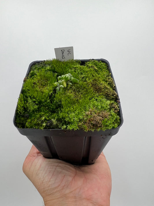 Cephalotus follicularis “UC Davis”