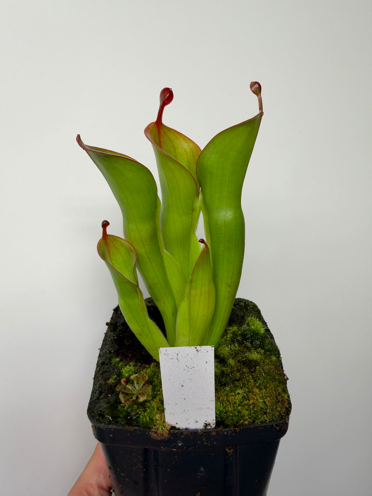 Heliamphora (heterodoxa x minor) x pulchella (Akopan)