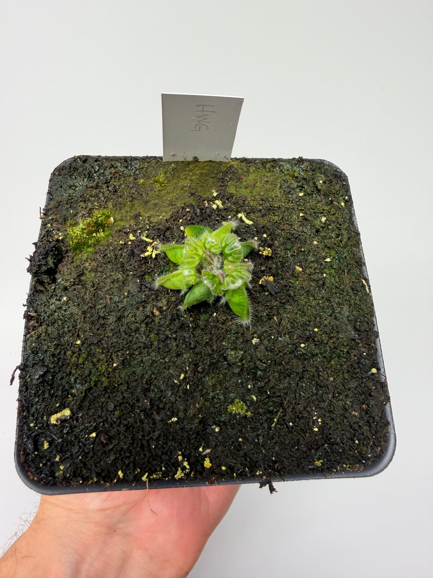 Cephalotus follicularis “Harald Weiner Giant” (aka True Giant) - *Rare*