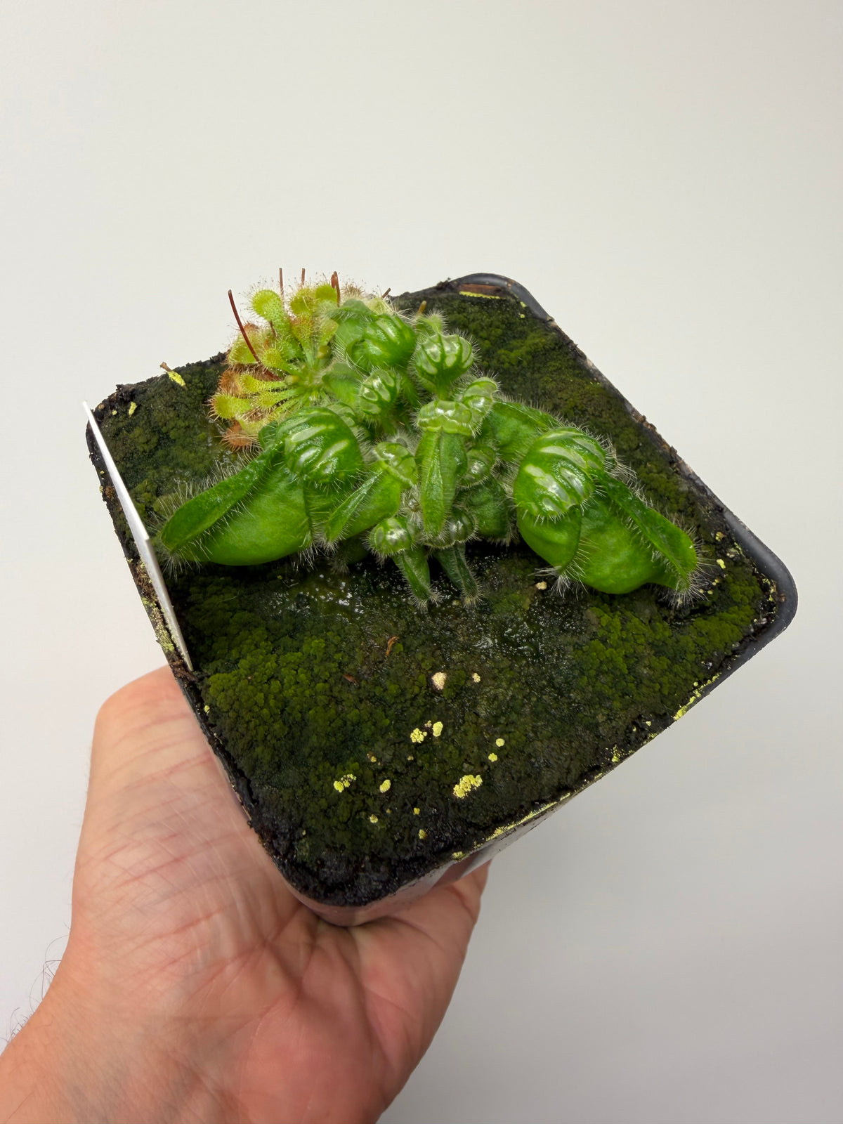 Cephalotus follicularis “Phil Mann” x “Hummers Giant” #1
