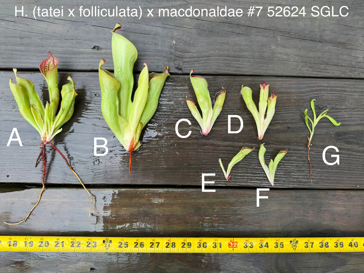 Heliamphora (tatei x folliculata) x macdonaldae #7 52624 SGLC - Fresh Divisions