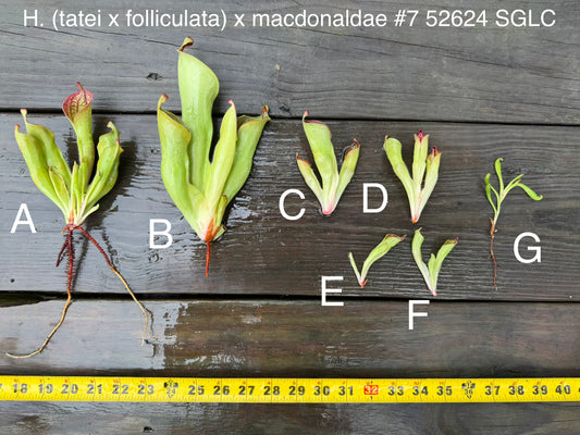 Heliamphora (tatei x folliculata) x macdonaldae #7 52624 SGLC - Fresh Divisions