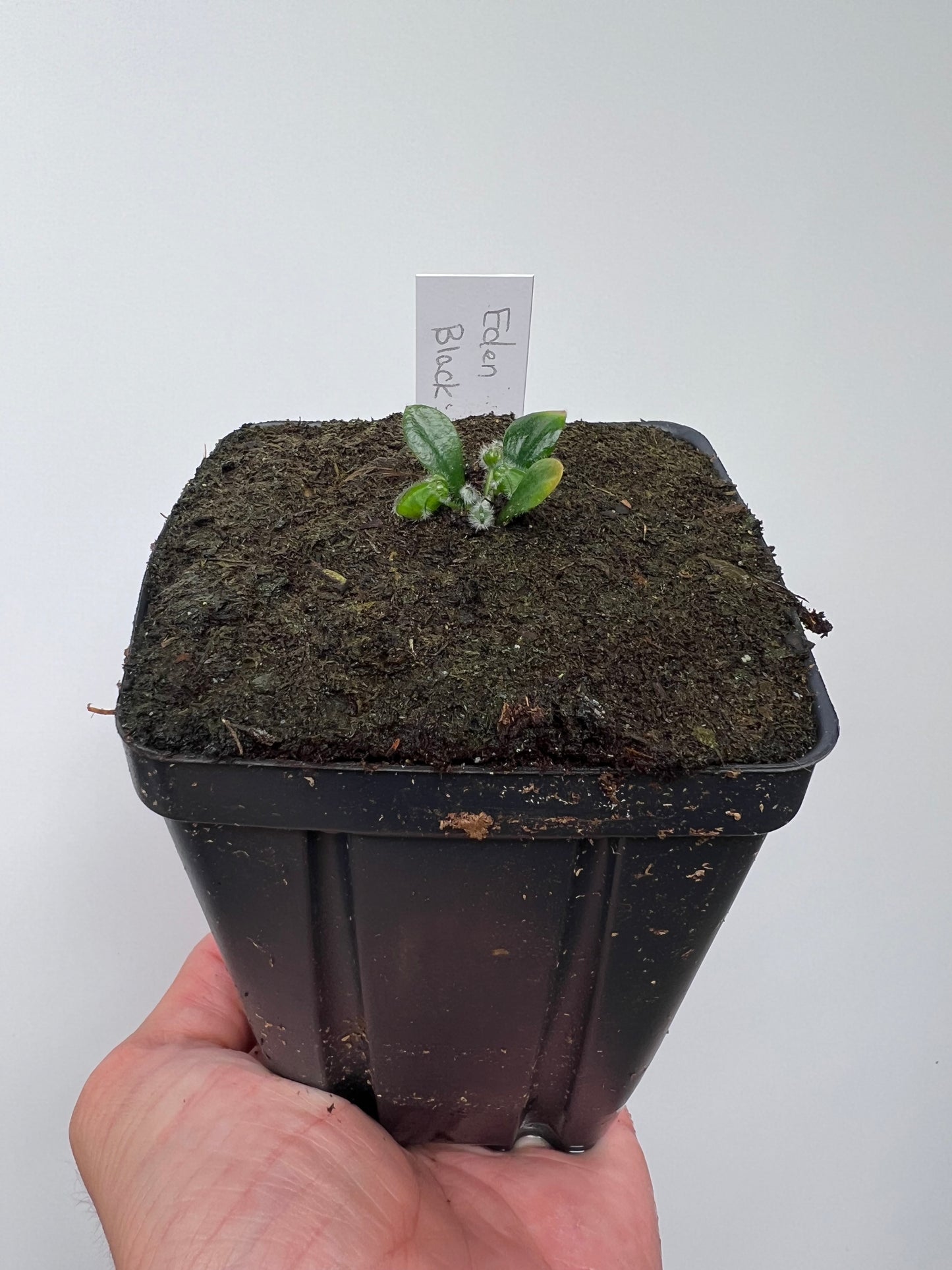 Cephalotus follicularis ‘Eden Black’ - *Rare* (small)