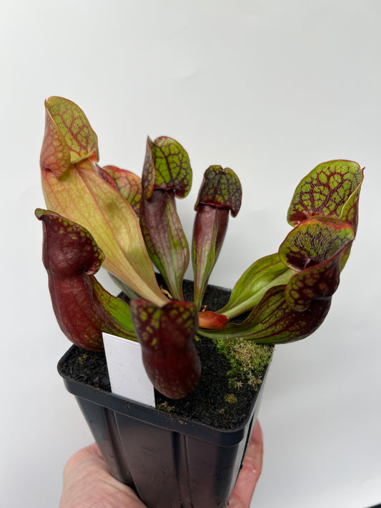 Sarracenia purpurea ssp. purpurea (Pike County, PA) - *Rare* - Seed Grown #10
