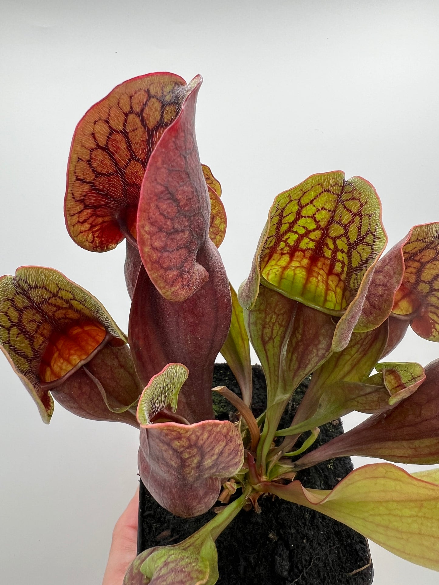 Sarracenia purpurea ssp. purpurea (Centre Co, PA) - Seed Grown #105