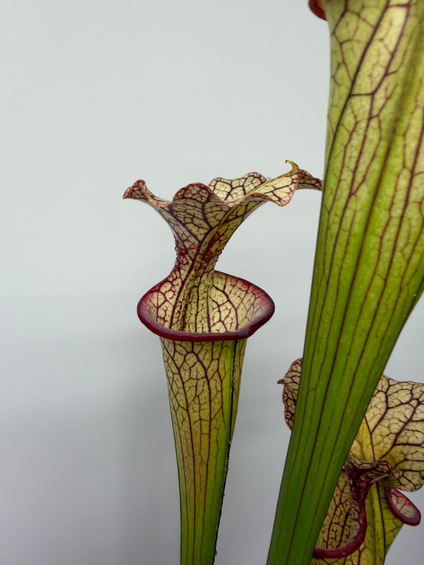 Sarracenia flava var. rubricorpora x Strawberry Milkshake