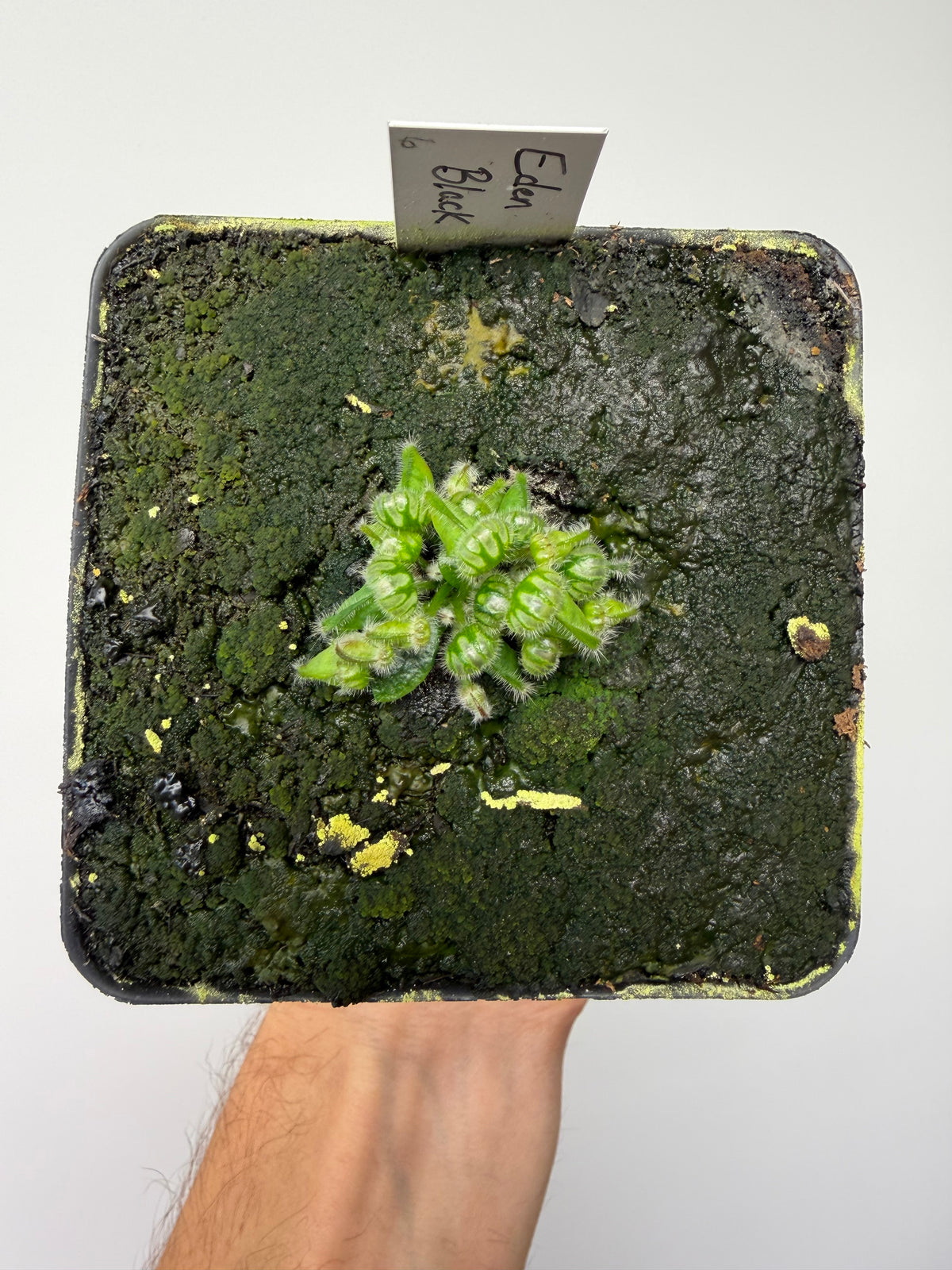 Cephalotus follicularis ‘Eden Black’ #6 - *Rare*