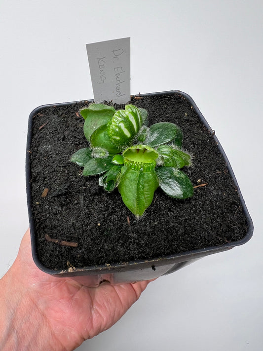 Cephalotus follicularis “Dr. Eberhard König”
