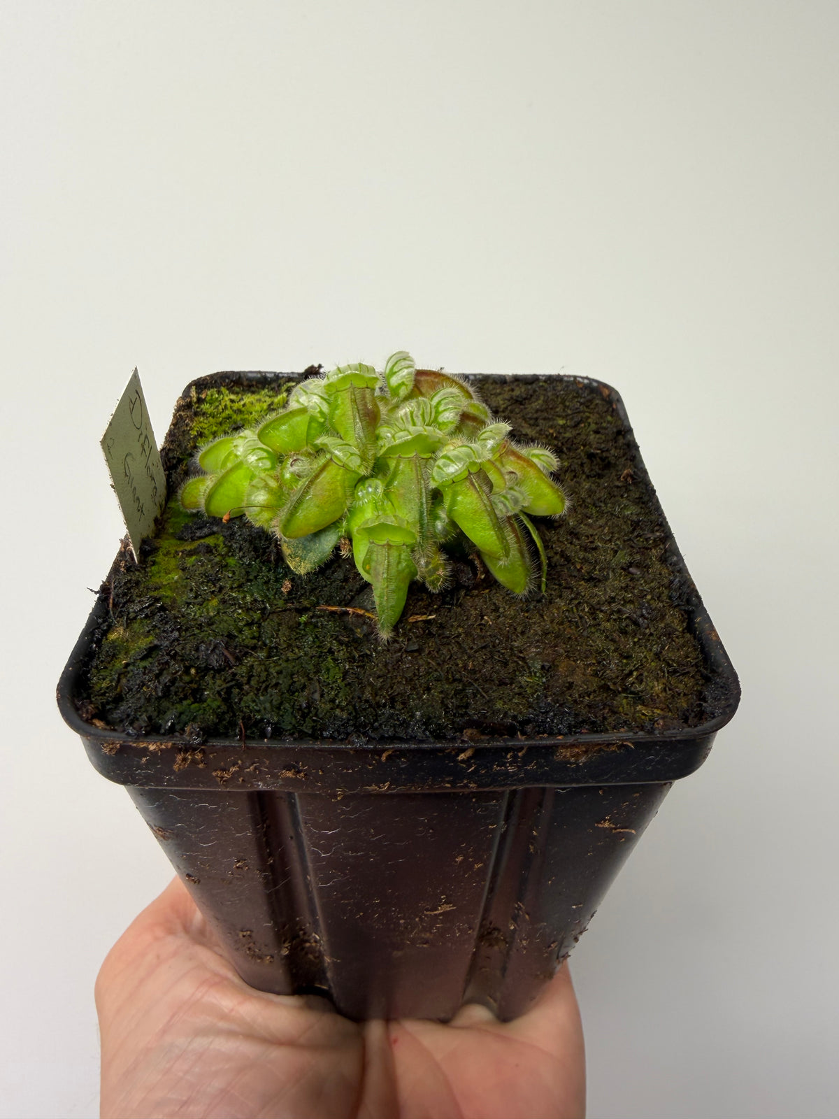 Cephalotus follicularis “Diflora giant” #1 - *Rare*