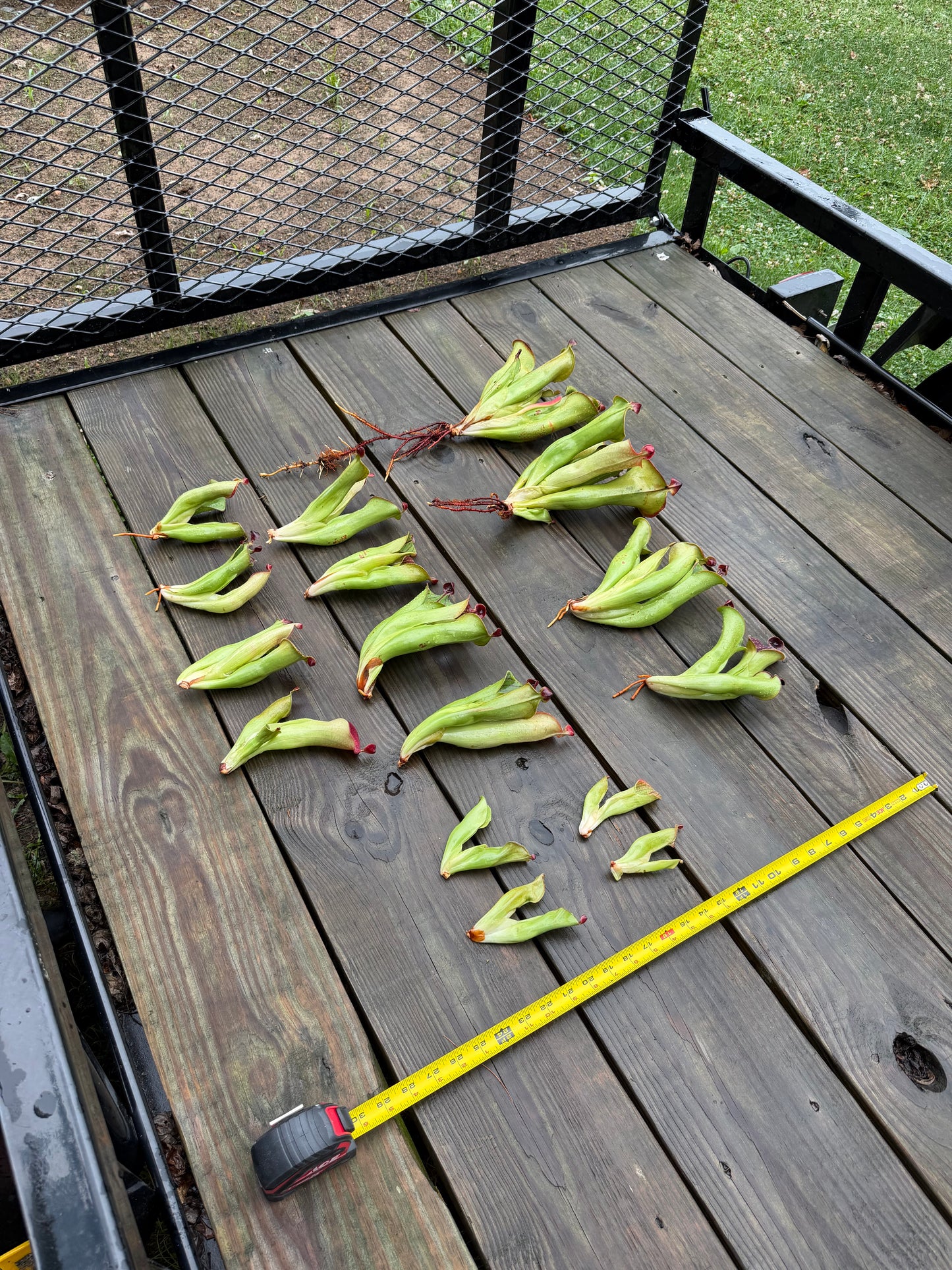 Heliamphora macdonaldae - Fresh Divisions (2026)