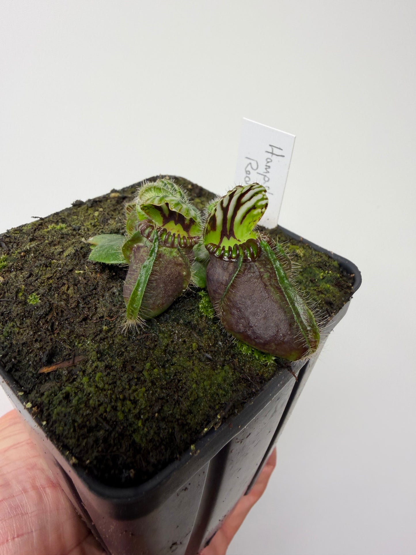 Cephalotus follicularis “Hampshire Red”