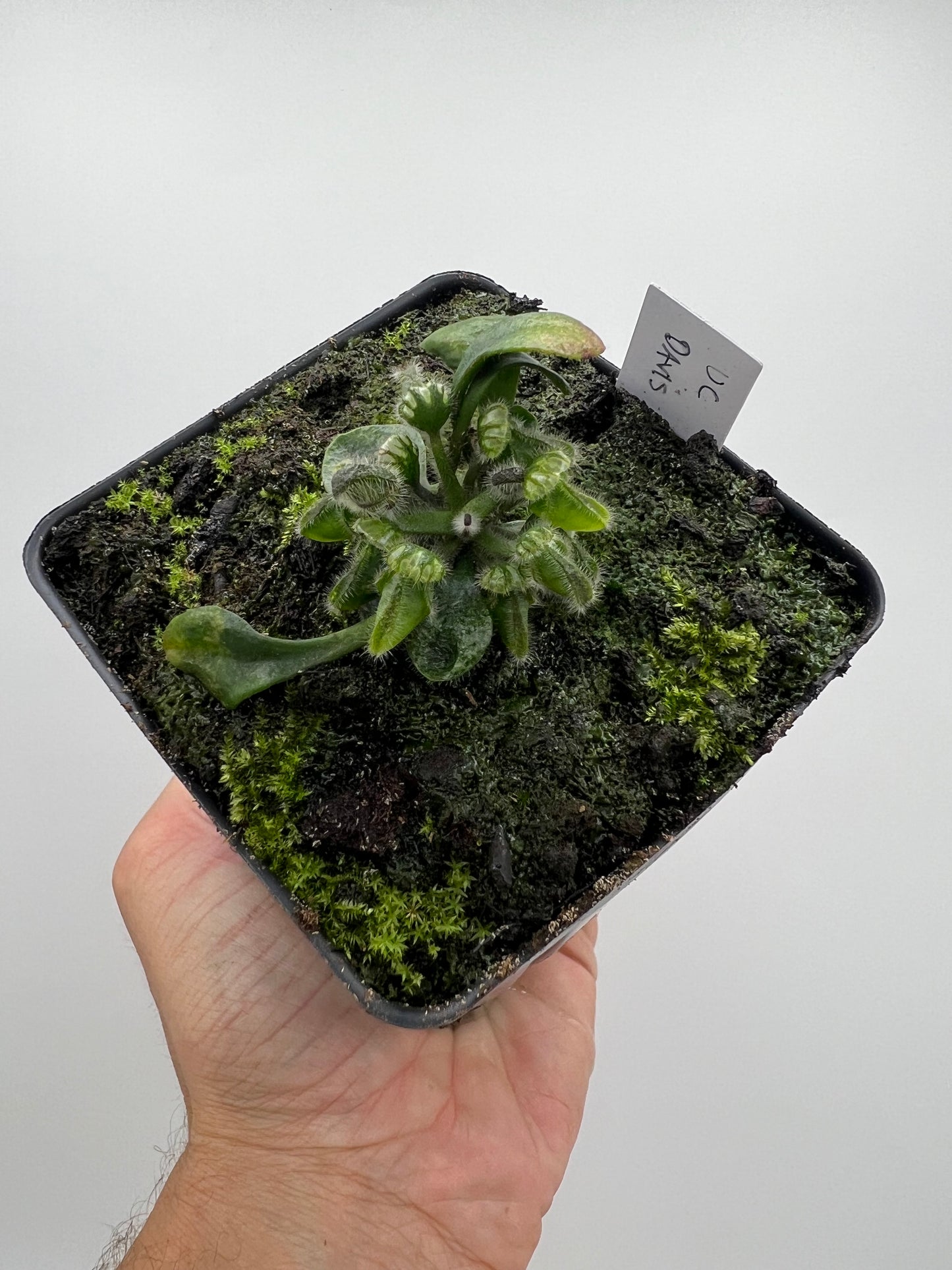 Cephalotus follicularis “UC Davis”