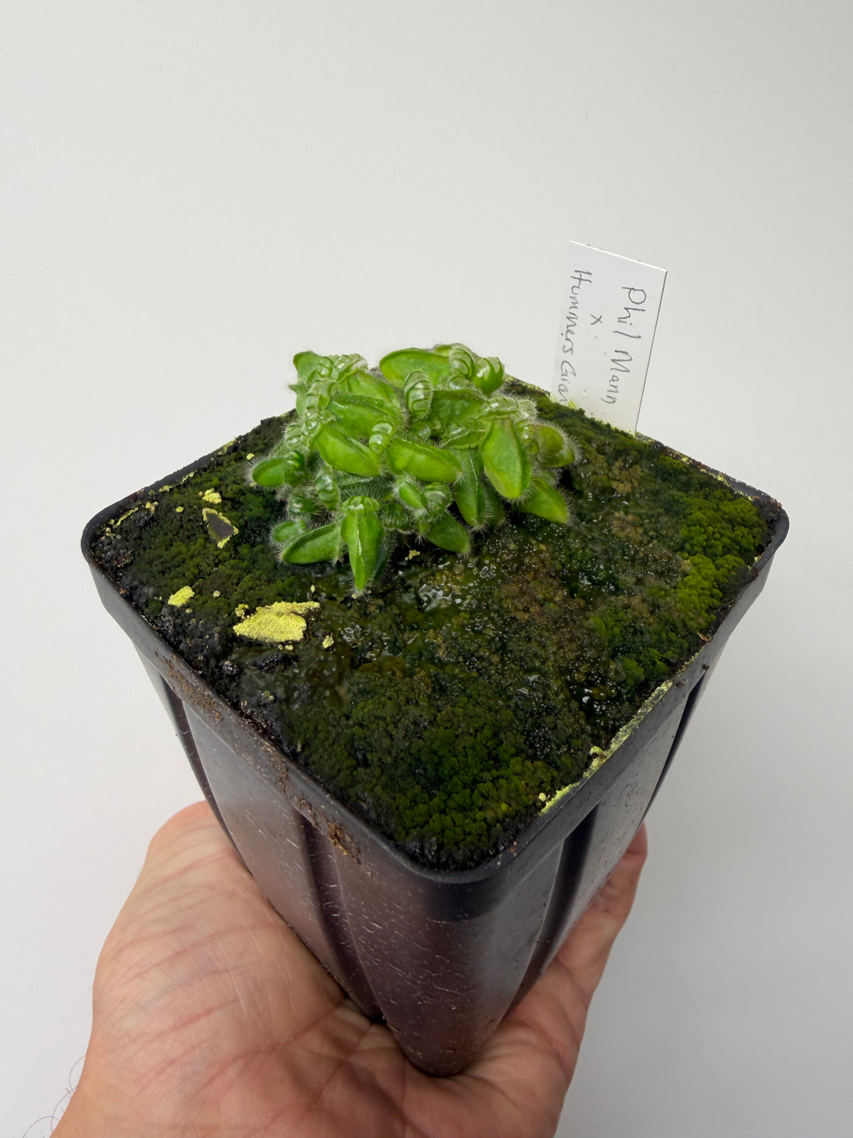 Cephalotus follicularis “Phil Mann” x “Hummers Giant” #3