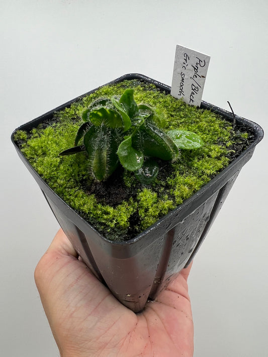 Cephalotus follicularis “Purple/Black” - Eric Smooth