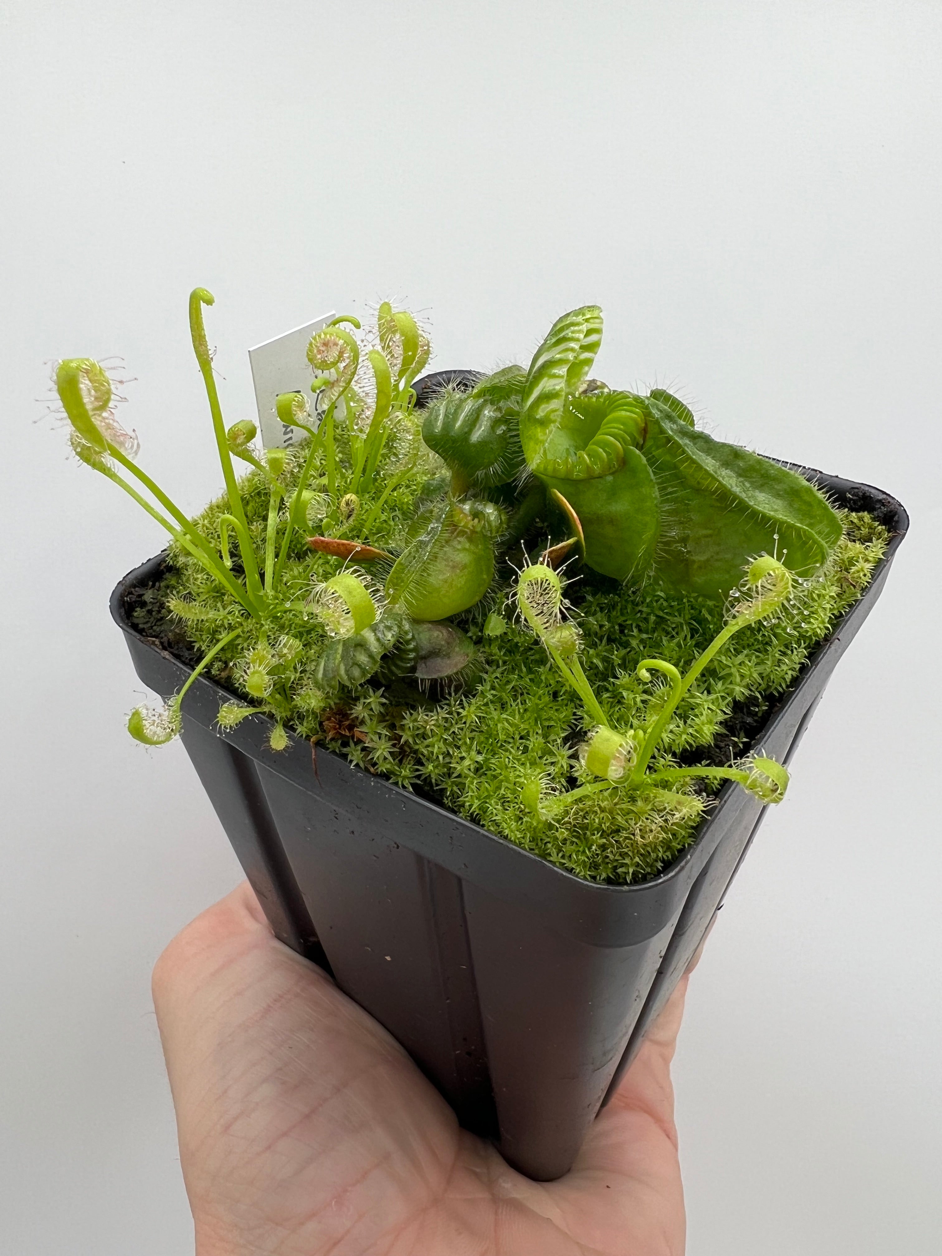 Cephalotus follicularis “Dr. Eberhard König” – Little Carnivores