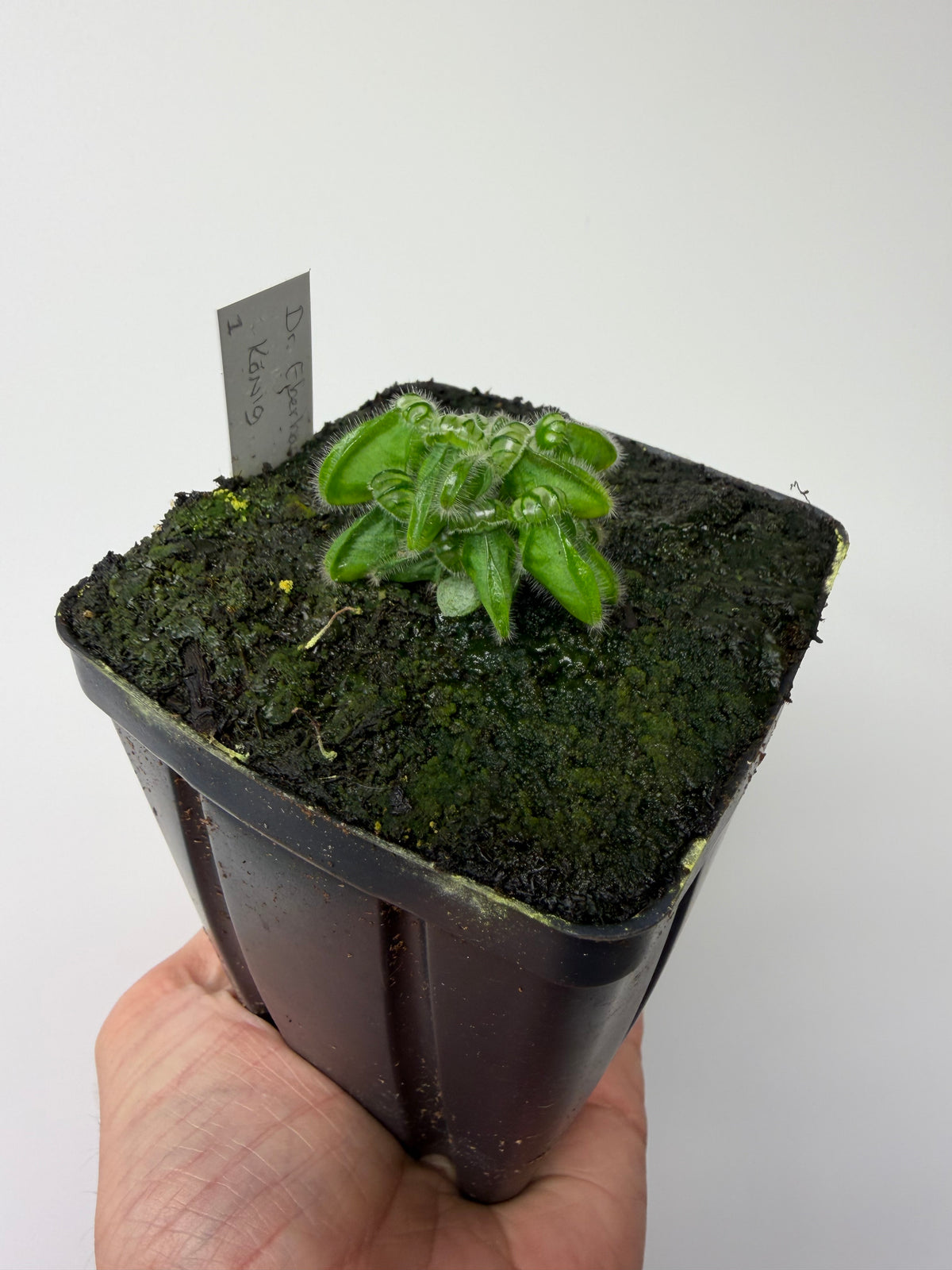 Cephalotus follicularis “Dr. Eberhard König” #1