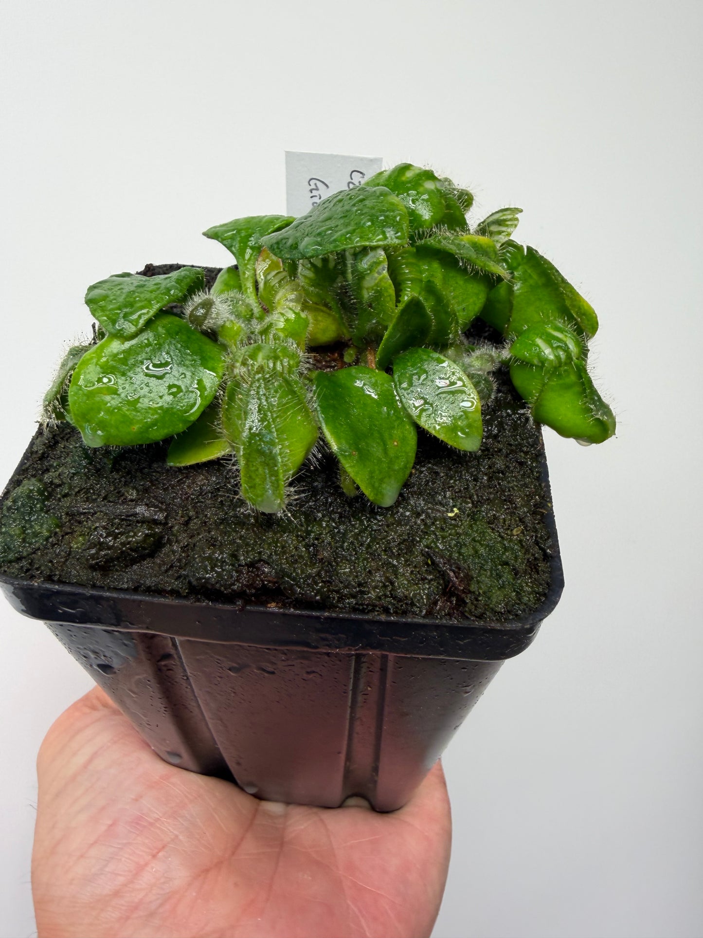 Cephalotus follicularis “Czech Giant”