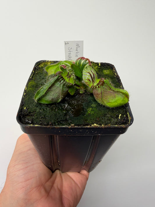 Cephalotus follicularis “Martin Stöckl” #1
