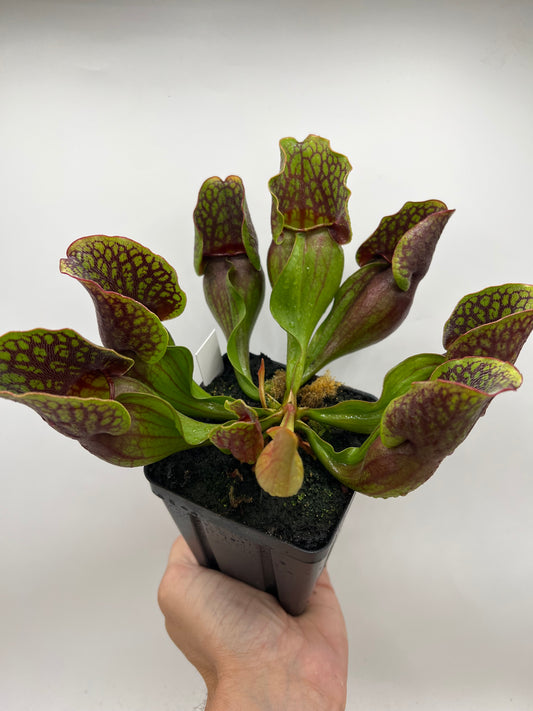 Sarracenia purpurea ssp. purpurea (Centre Co, PA) - Seed Grown #113