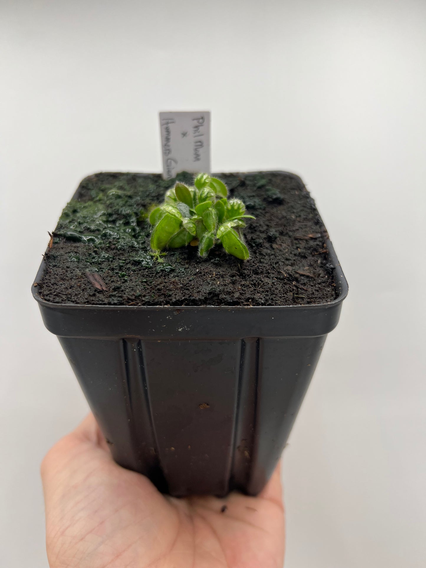 Cephalotus follicularis “Phil Mann” x “Hummers Giant”