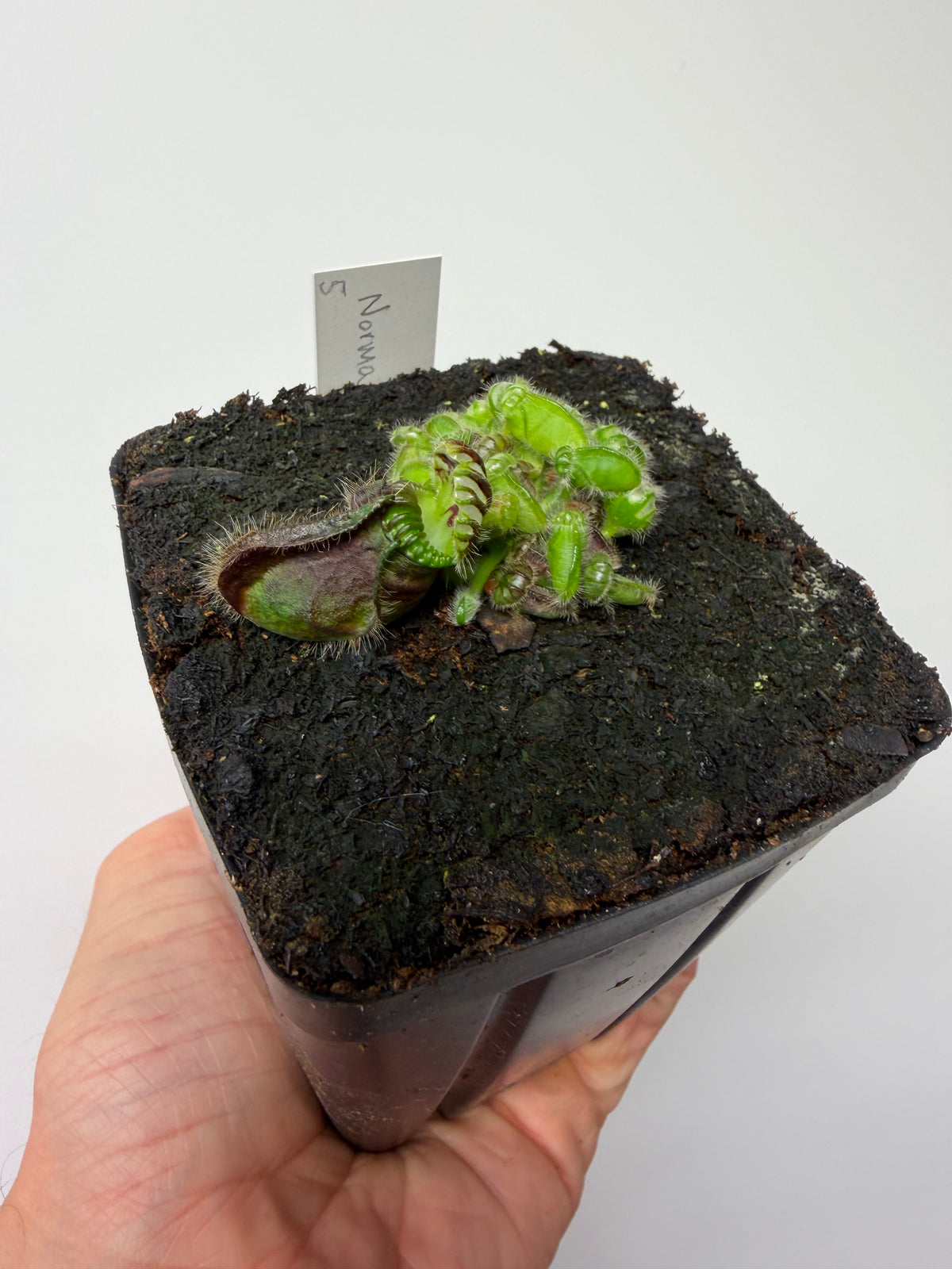 Cephalotus follicularis “Norma” #5