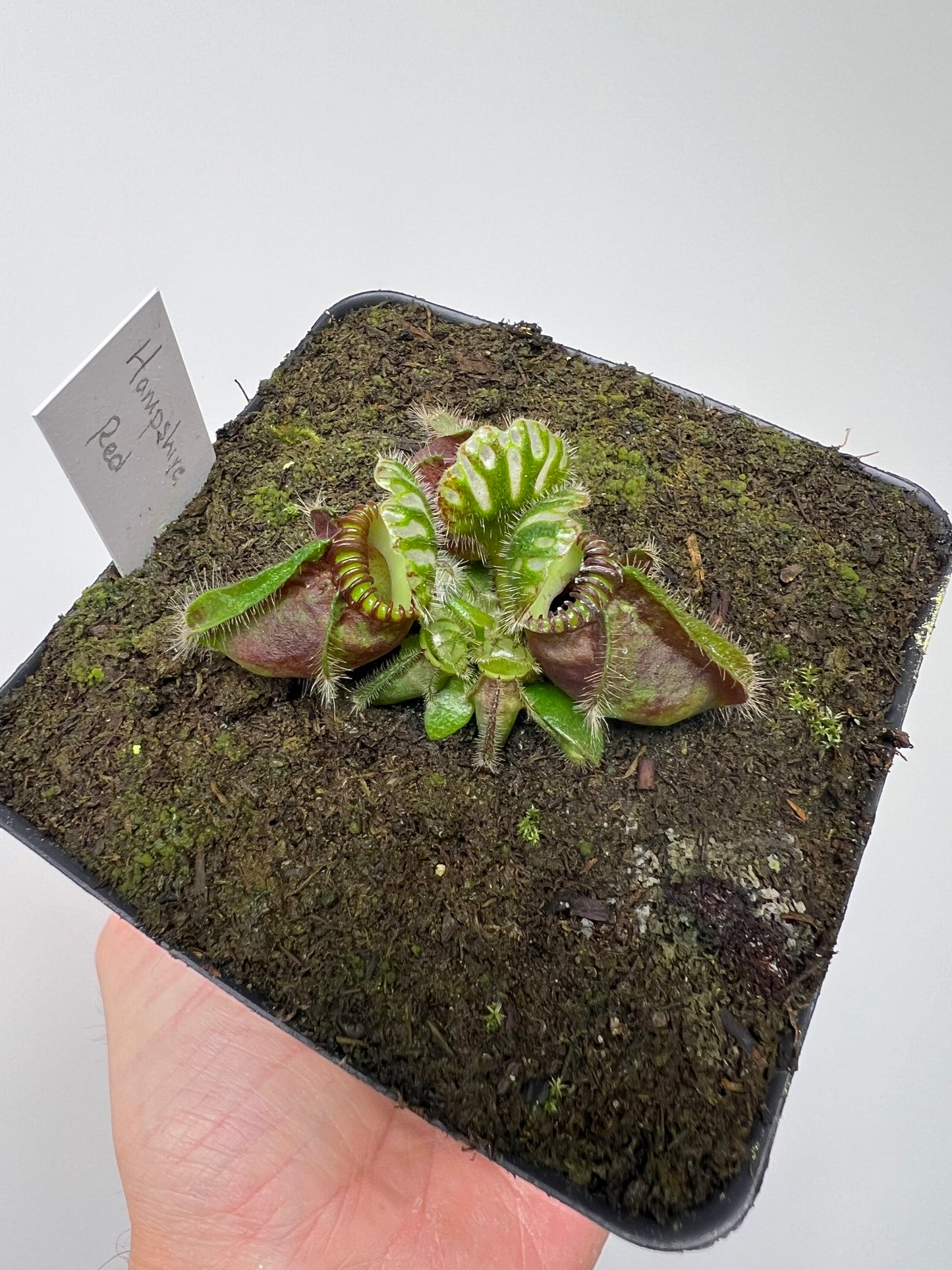 Cephalotus follicularis “Hampshire Red”