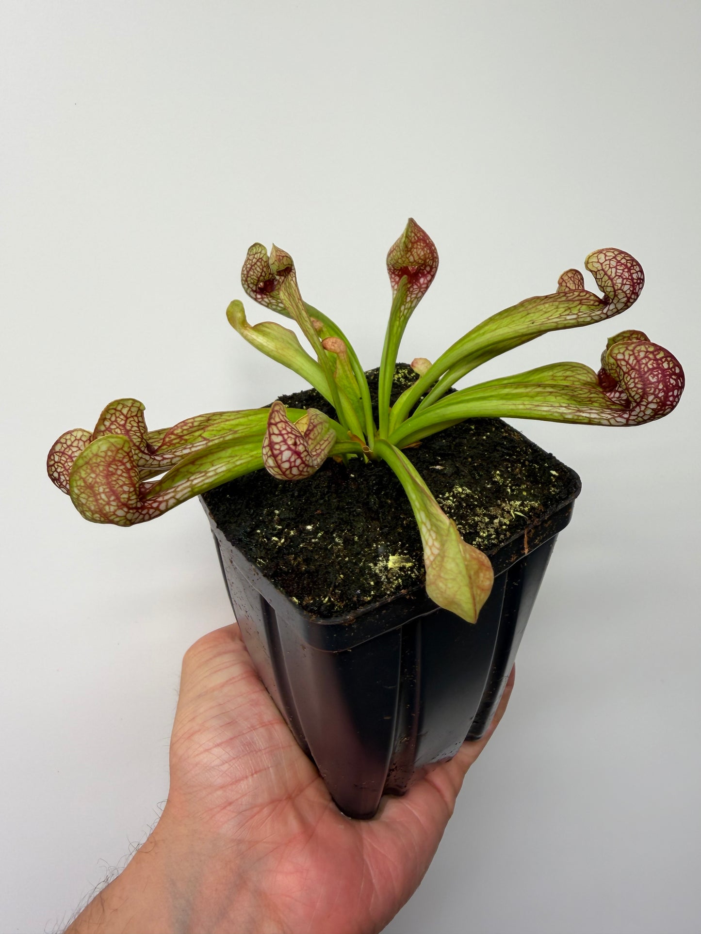 Sarracenia psittacina - “Turkey Hen Creek” - Seed Grown (1)