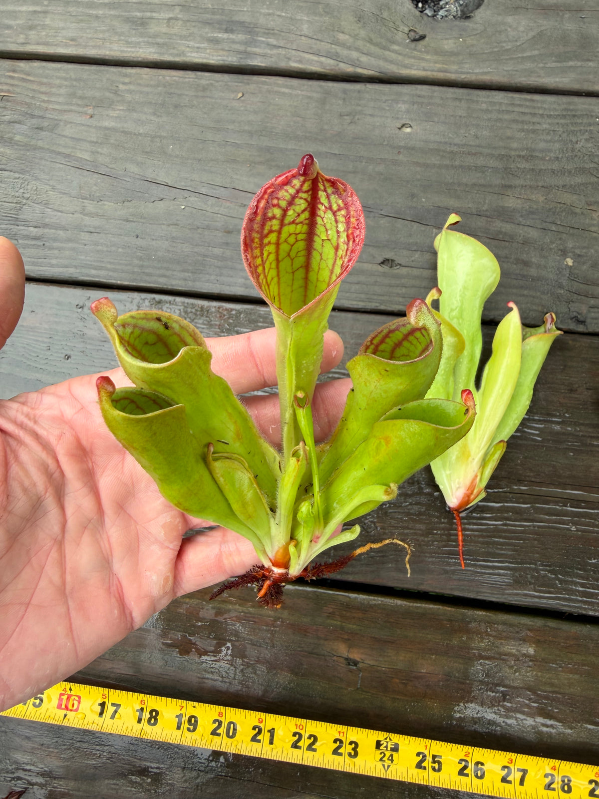 Heliamphora (tatei x folliculata) x macdonaldae #7 52624 SGLC - Fresh Divisions