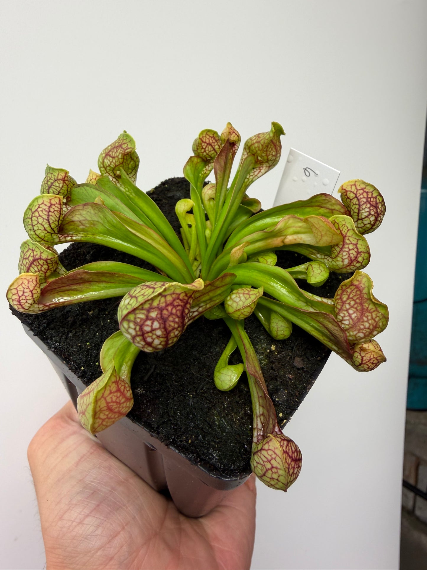 Sarracenia psittacina - “Turkey Hen Creek” - Seed Grown (6)