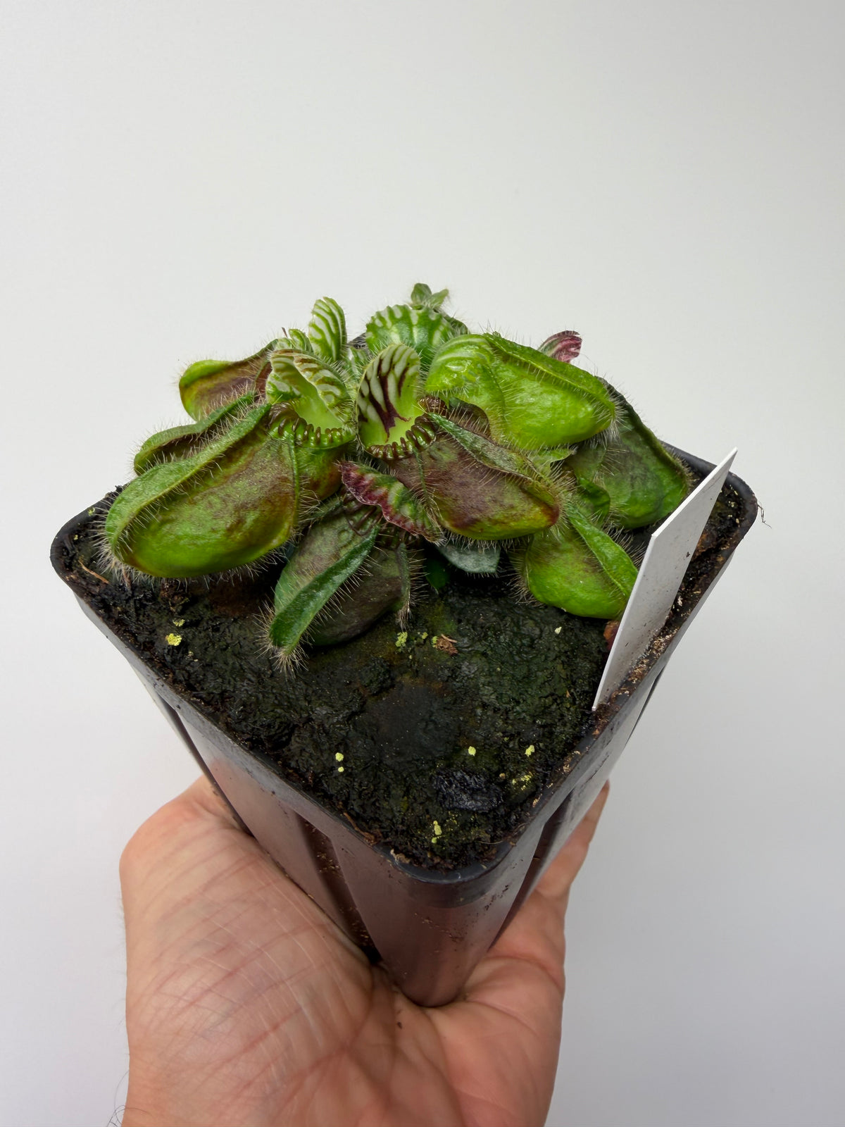 Cephalotus follicularis “Dr. Eberhard König” #6