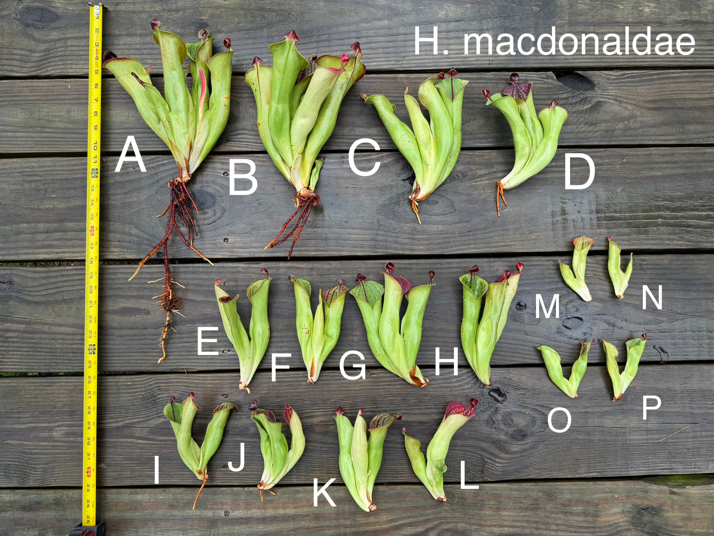 Heliamphora macdonaldae - Fresh Divisions (2026)