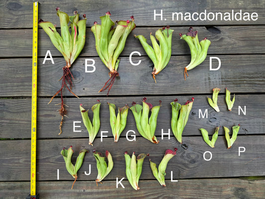 Heliamphora macdonaldae - Fresh Divisions (2026)