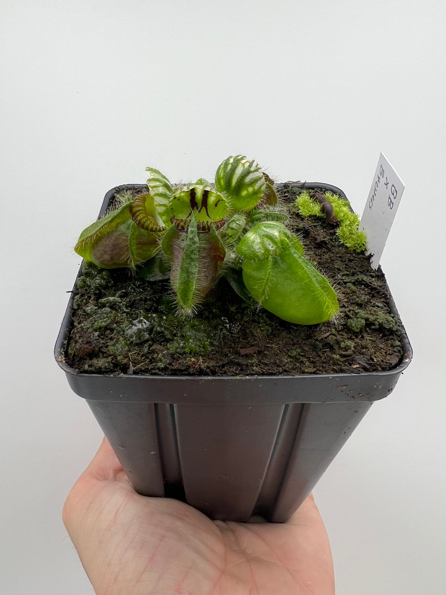 Cephalotus follicularis “Brewers Beauty” x “Brewers”