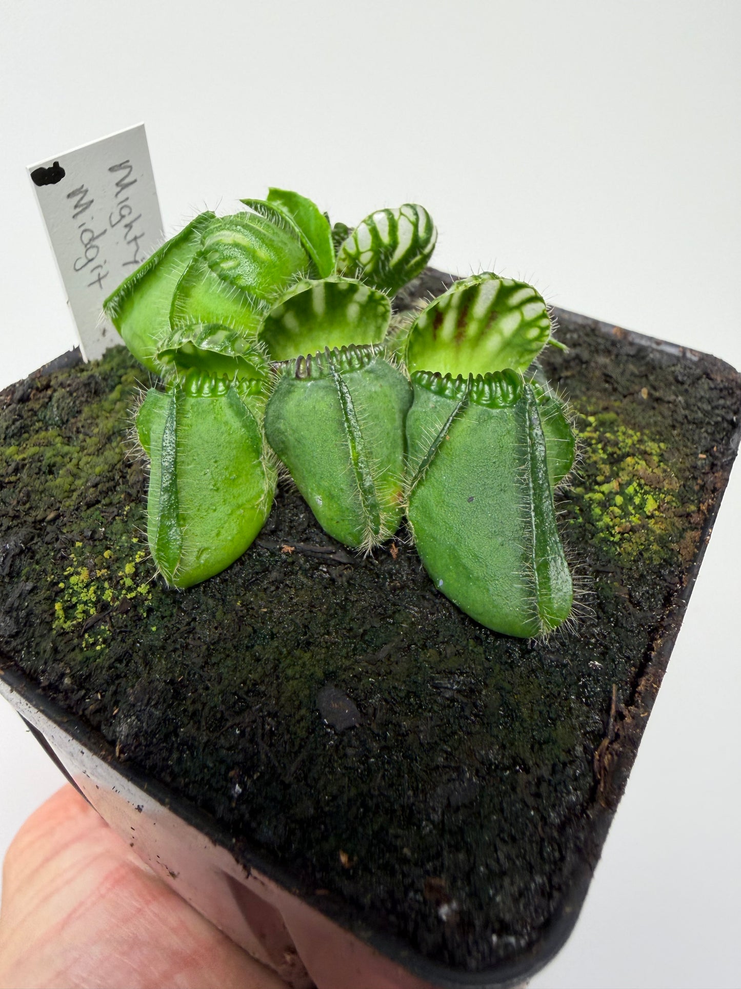 Cephalotus follicularis “Mighty Midget” - *Rare* (8)