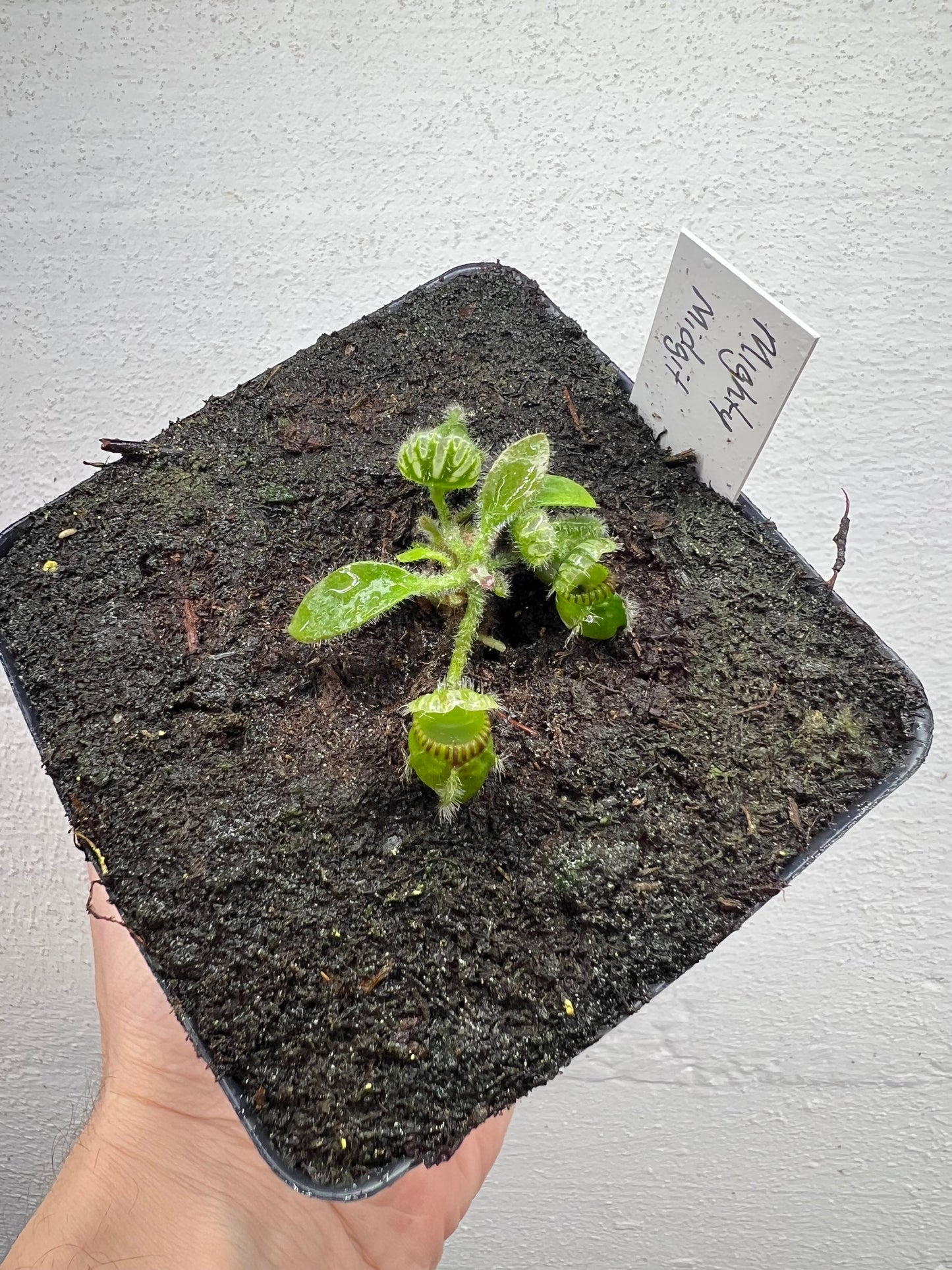 Cephalotus follicularis “Mighty Midget” - *Rare*