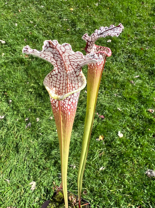 Sarracenia leucophylla (Leah Wilkerson’s Bog, Walton Co, FL) - Seed Grown