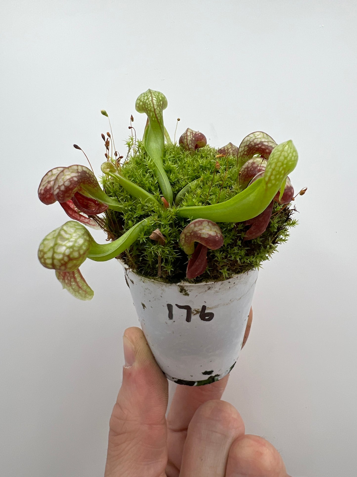 Darlingtonia californica (Cobra Pitcher Plant) - Seed Grown #176