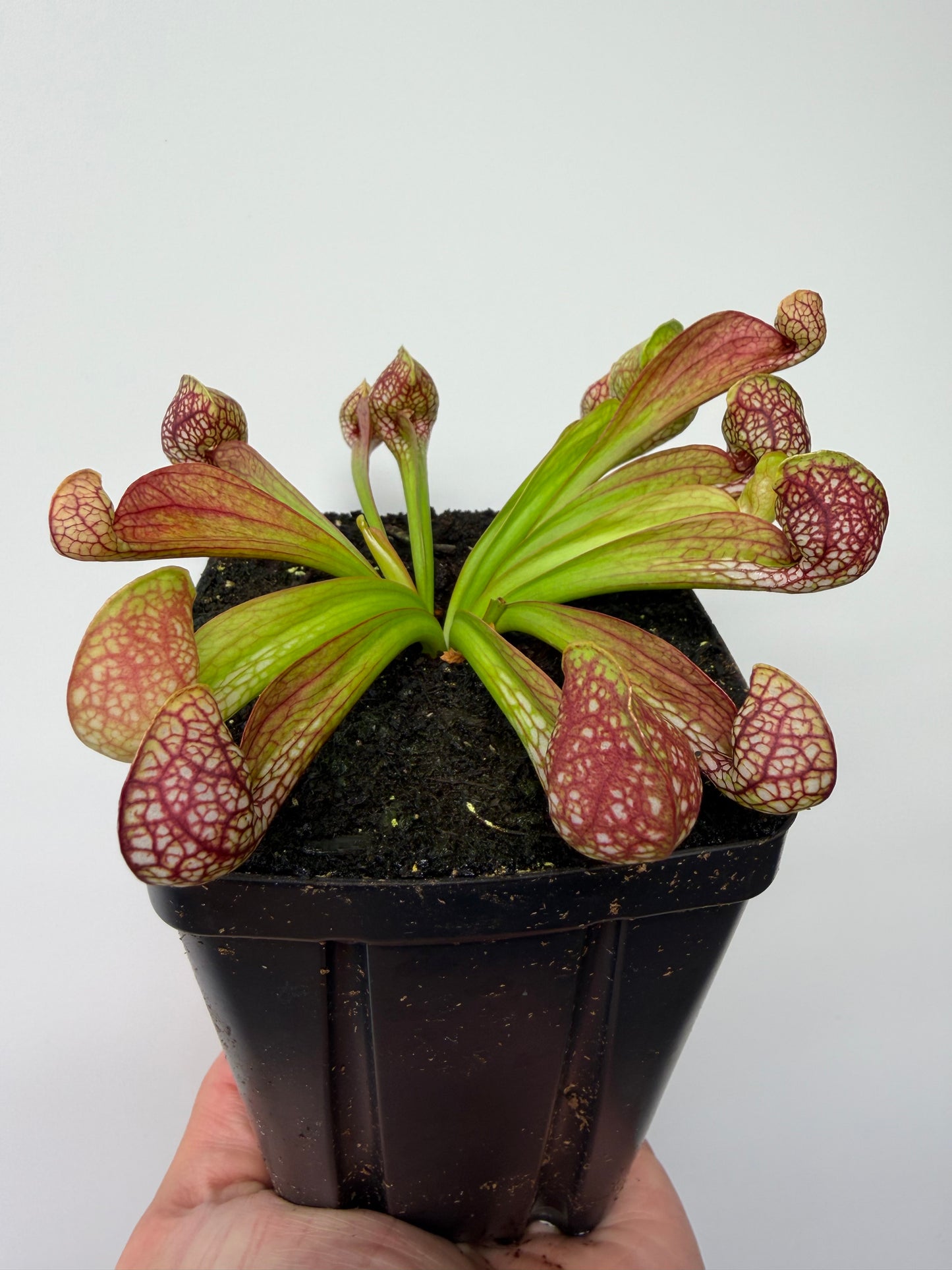 Sarracenia psittacina - “Turkey Hen Creek” - Seed Grown (5)