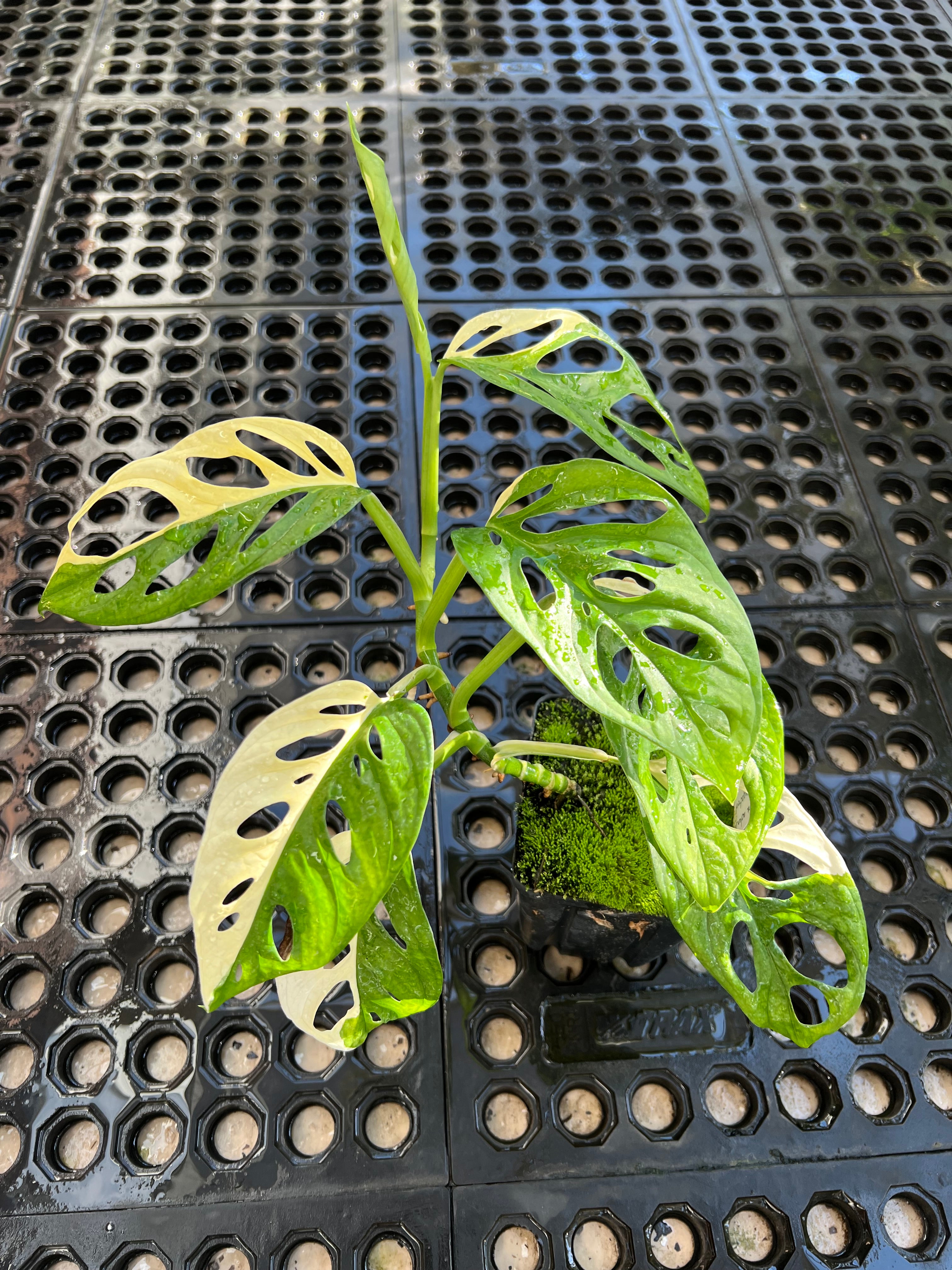 Monstera adansonii Tricolor - Thumbnail 2