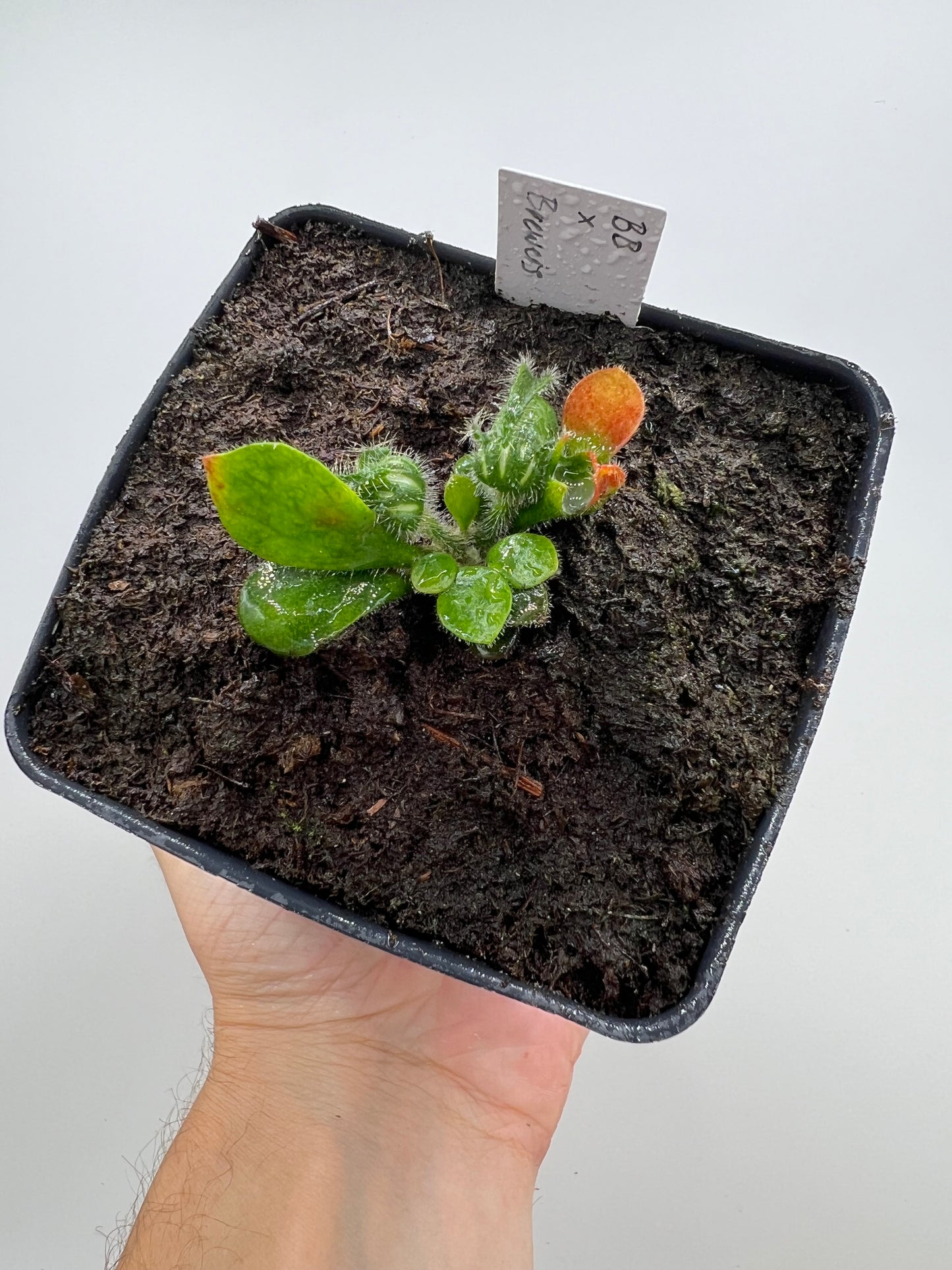 Cephalotus follicularis “Brewers Beauty” x “Brewers”