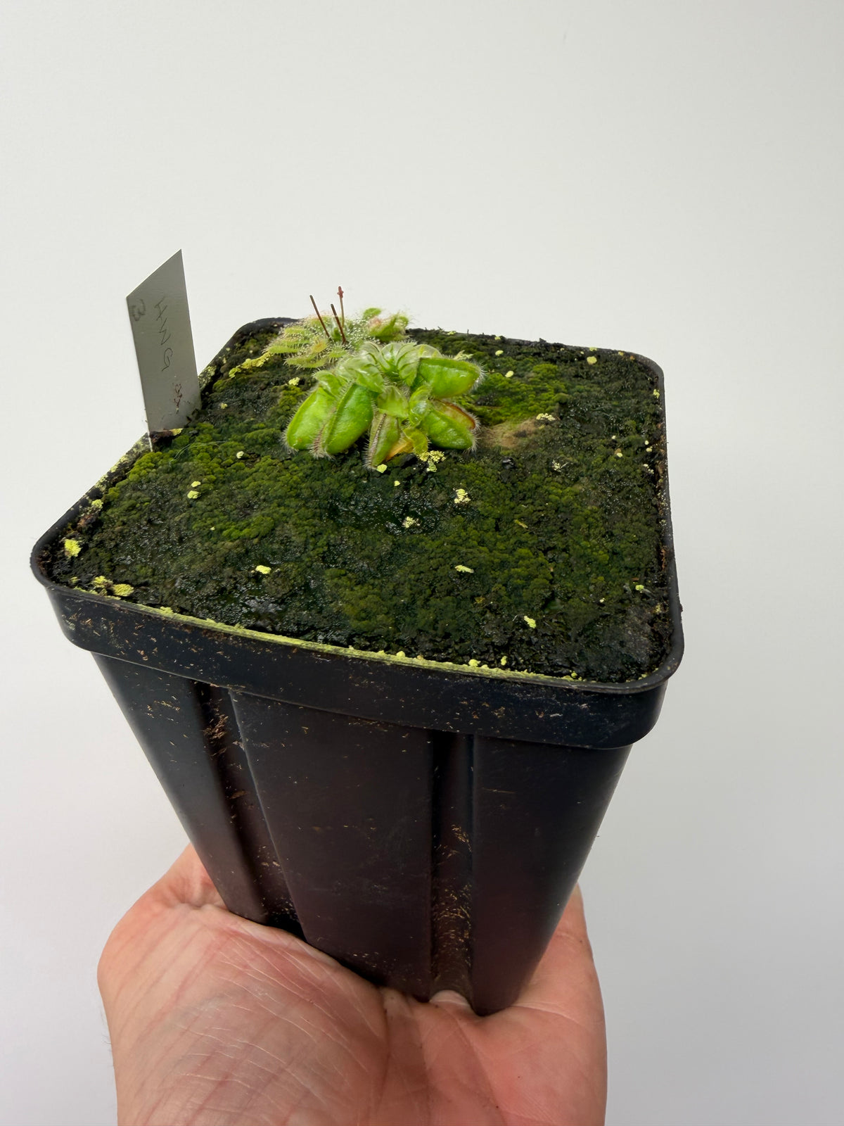 Cephalotus follicularis “Harald Weiner Giant” (aka True Giant) #3 - *Rare*