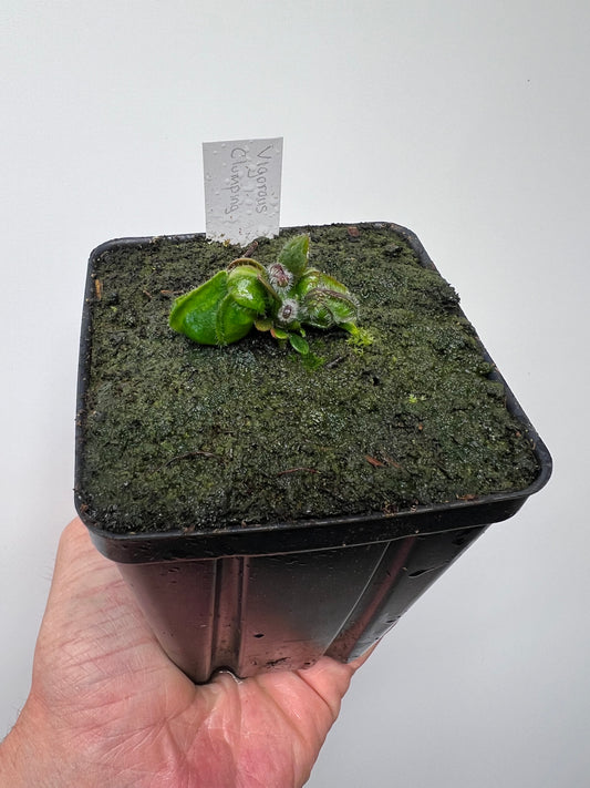 Cephalotus follicularis “Vigorous Clumping” - Stephen Morley