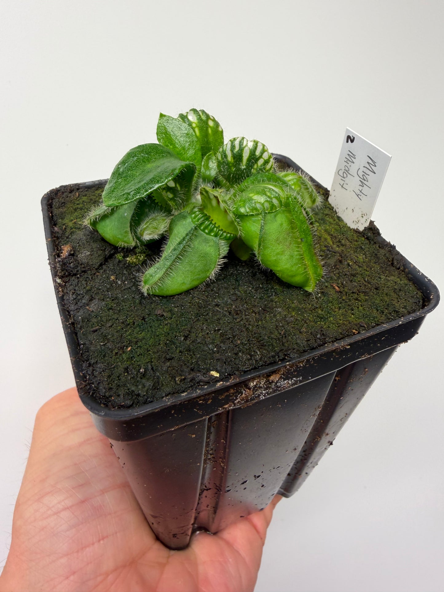 Cephalotus follicularis “Mighty Midget” - *Rare* (2)